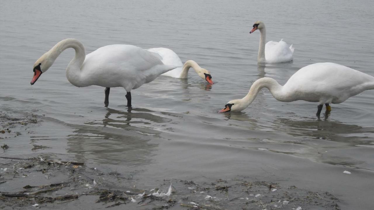 Lovely Apartment At Balatonfenyves Bagian luar foto